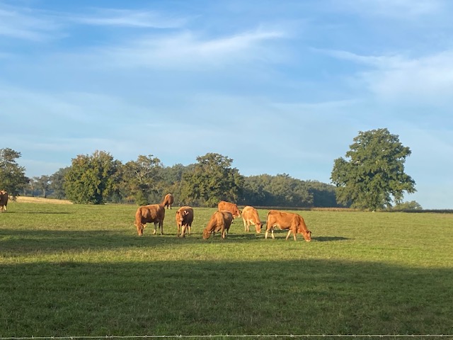 Prairie agricole ensoleillée avec troupeau de vaches pour expertise foncière